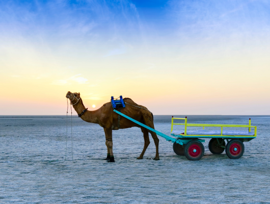 Gujarat Rann and Temples